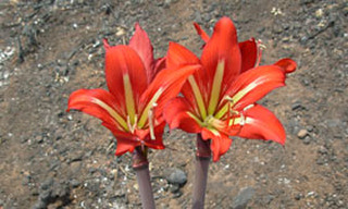 Flora do cerrado